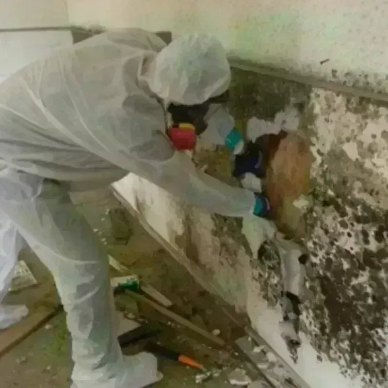 Mold Remediation and Removal in Morris, MN